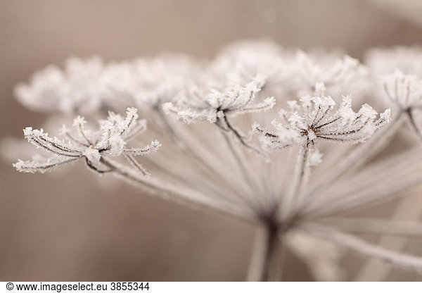 Wild Angelica (Angelica sylvestris), close-up of seedhead with hoar frost, Powys, Wales, United Kingdom, Europe