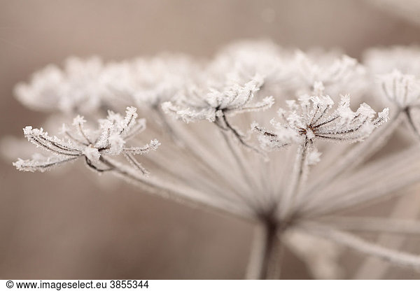 Wild Angelica (Angelica sylvestris)  close-up of seedhead with hoar frost  Powys  Wales  United Kingdom  Europe