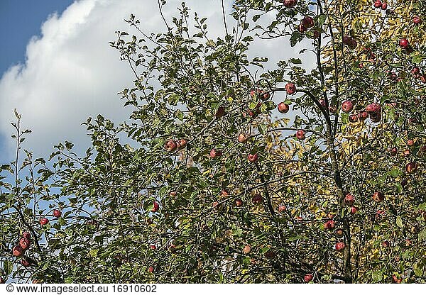 Wild apples on a tree in the abandoned orchard.