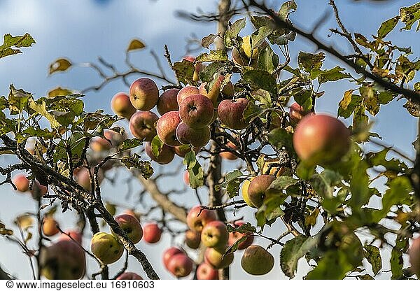 Wild apples on a tree in the abandoned orchard.