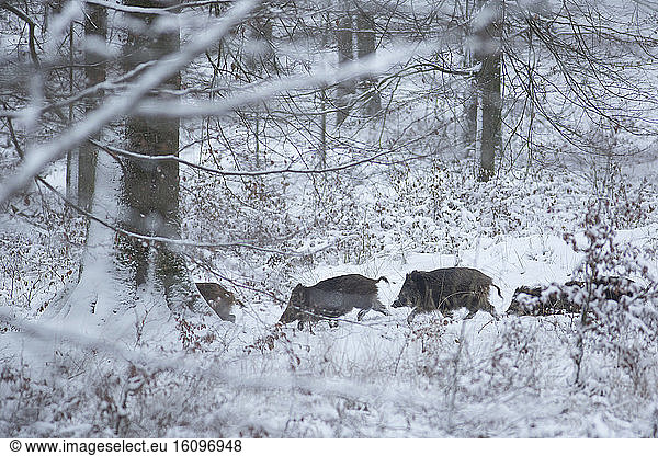 Wild boar (Sus scrofa) group walking in a snowy undergrowth  Ardennes  Belgium
