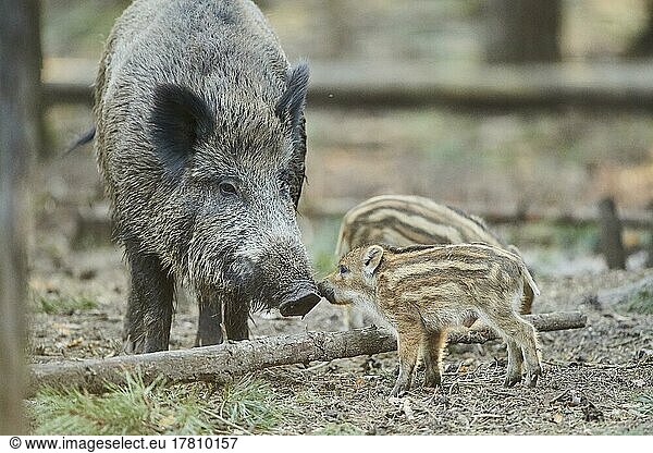 Wild boar (Sus scrofa) mother with her youngster (squeaker) in a forest  Bavaria  Germany  Europe