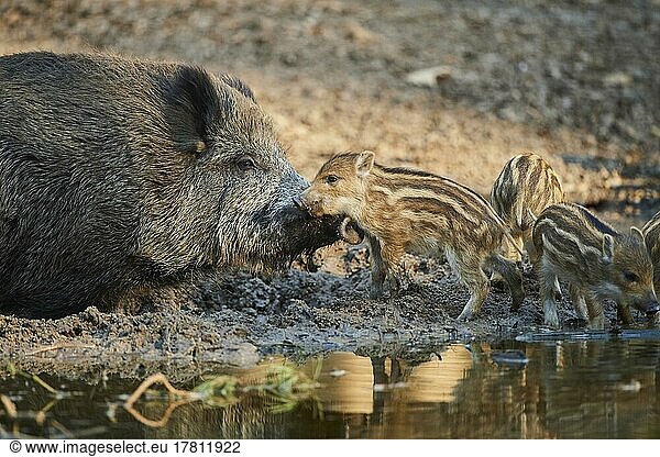 Wild boar (Sus scrofa) mother with her youngster (squeaker) in a forest  Bavaria  Germany  Europe