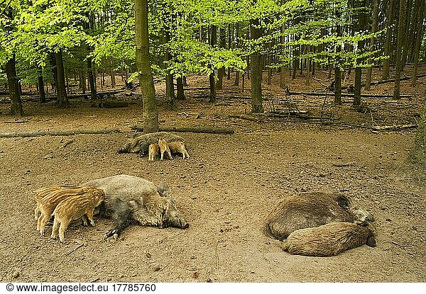 Wild boar  wild boars (Sus scrofa)  Pigs  Porcine  Ungulates  Even-toed ungulates  Mammals  Animals  Eurasian Wild Boar adult females with piglets suckling  in woodland habitat  Berg cattle (Bos)  Gelderland  Netherlands