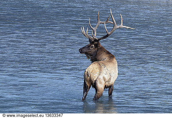 Wild Bull Elk standing in Athabasca River turning around to look at shoreline  or viewer. (Cervus elaphus). Alberta  Canada.