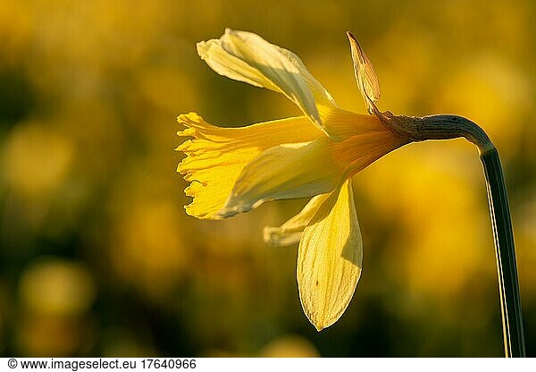 Wild daffodil (Narcissus pseudonarcissus)  single flower in sunlight at Col de la Vue des Alpes  Neuchâtel  Switzerland  Europe