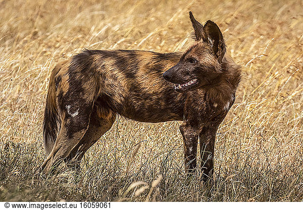 Wild dog (Lycaon pictus) standing in grass looking back  Serengeti National Park; Tanzania