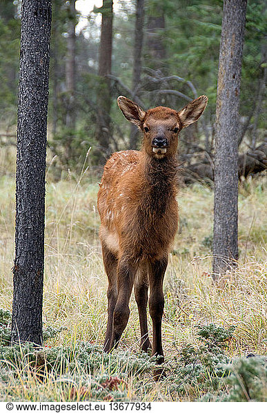 Wild elk or wapiti (Cervus canadensis) calf looking head-on at viewer  Jasper National Park  Alberta  Canada.