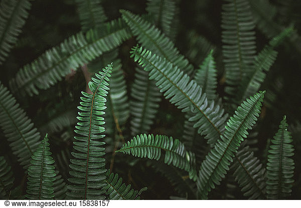 Wild emerald green fern fronds growing at varying angles