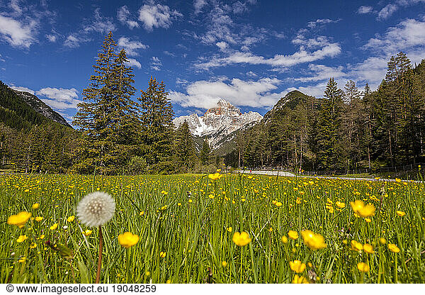 Wild flowers with Croda Rossa in background  Sesto Dolomites  Italy
