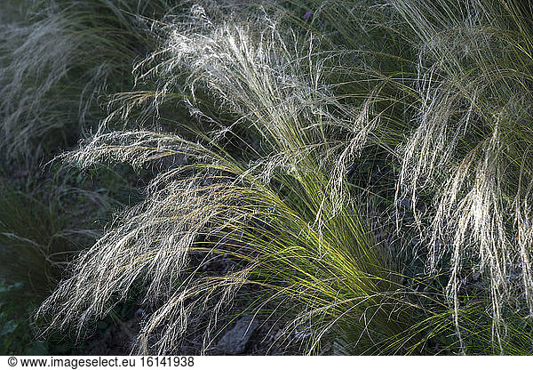 Wild garden wth Feather grass (Stipa tenuissima)  Ariege  France