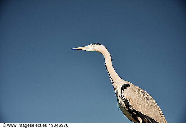 Wild heron against cloudless sky