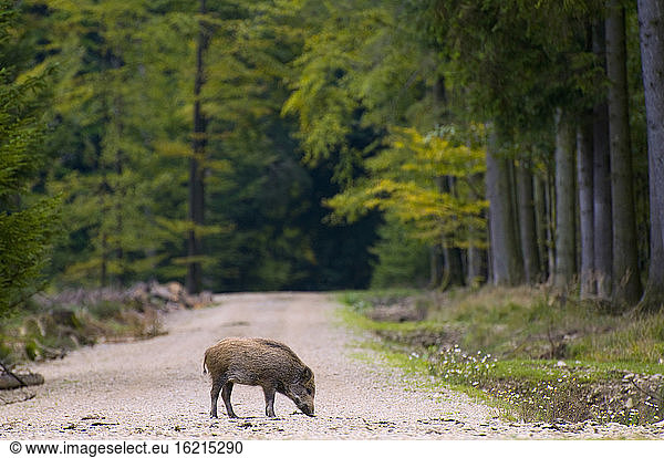 Wild hog on track in forest