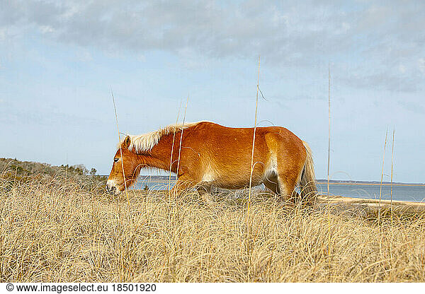 Wild Horses along the Outer Banks of North Carolina.