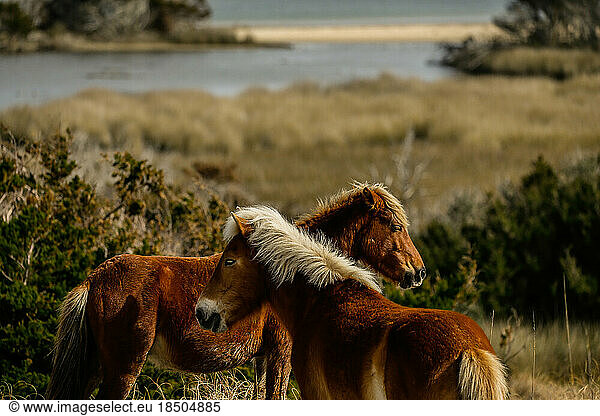 Wild Horses along the Outer Banks of North Carolina.