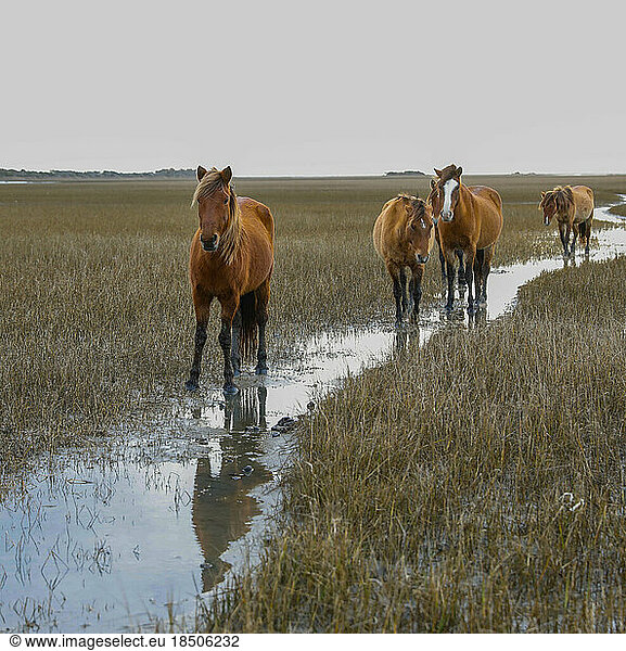 Wild Horses along the Outer Banks of North Carolina.
