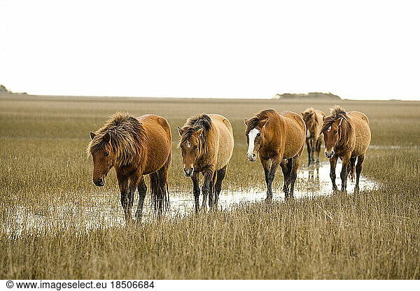 Wild Horses along the Outer Banks of North Carolina.