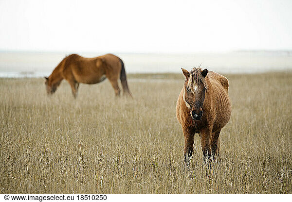 Wild Horses along the Outer Banks of North Carolina.