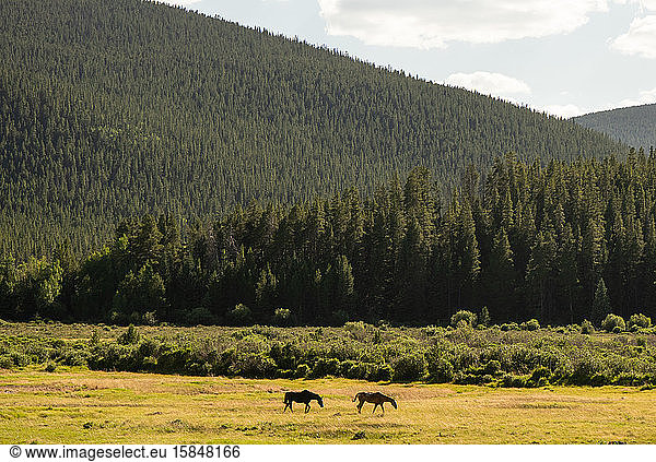 Wild Horses in the Mountains at Guanella Pass Colorado in summer