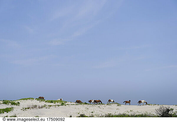 Wild horses on sand dunes at Assateague Island.
