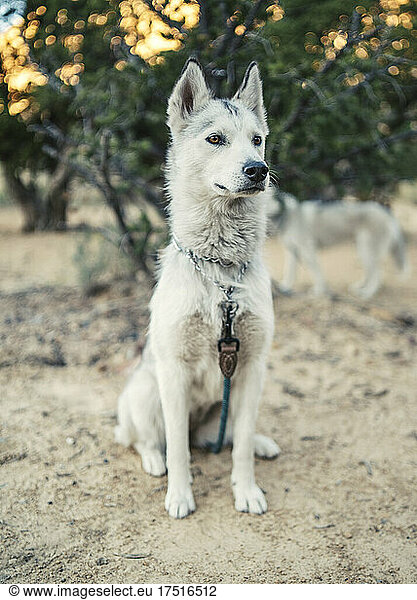 Wild husky portrait in desert