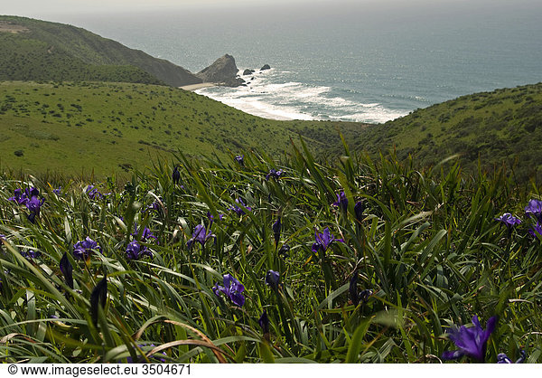 Wild iris growing on hills above Pacific Ocean  Point Reyes National Seashore  California