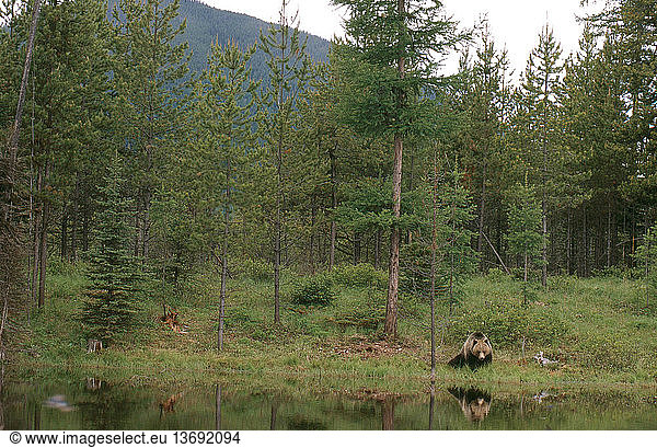 Wild mountain grizzly bear (Ursus arctos) in Flathead National Forest  Montana.