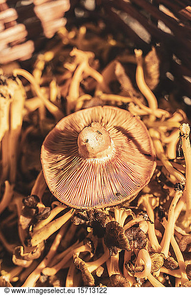 Wild mushroom