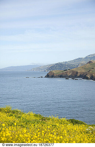 Wild Mustard blooming along the Marin Headlands. Golden Gate National Recreation Area. San Francisco  CA