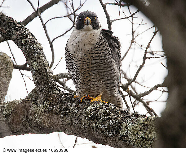 Wild Peregrine Falcon Perched in Tree Makes Eye Contact