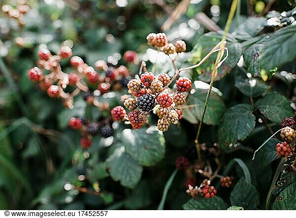 wild raspberries and blackberries in the english countryside