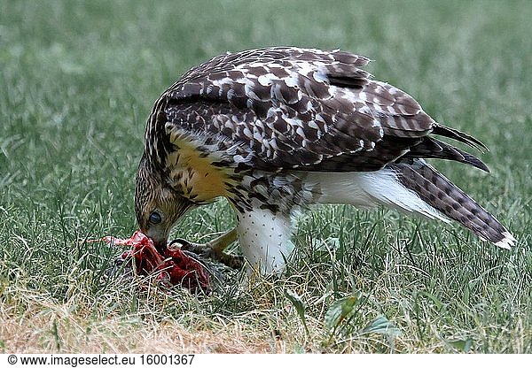 Wild red-tailed hawk (Buteo jamaicensis) eating a wild pigeon on the grass of the New York Botanical Garden
