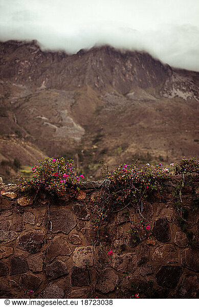 Wild roses grow on stone wall in front of mountains and clouds