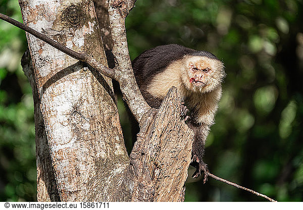 Wild white faced Capuchin monkey in Costa Rica