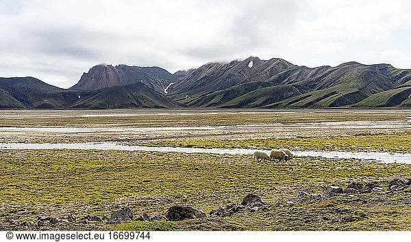 Wild white sheep roaming around Iceland's highland rivers