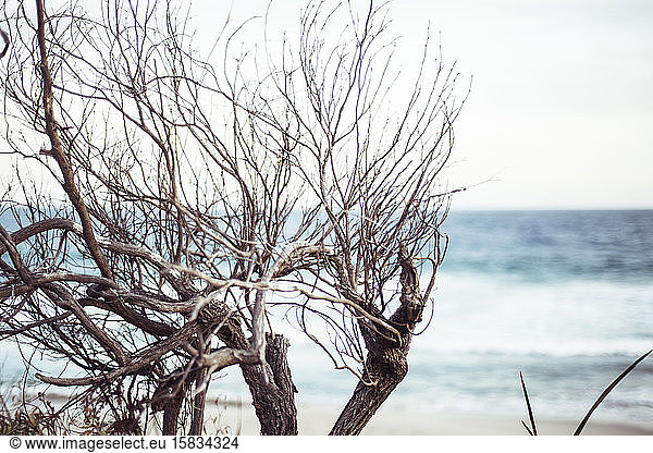 Wild wind swept beach scrub above blue ocean on remote beach australia