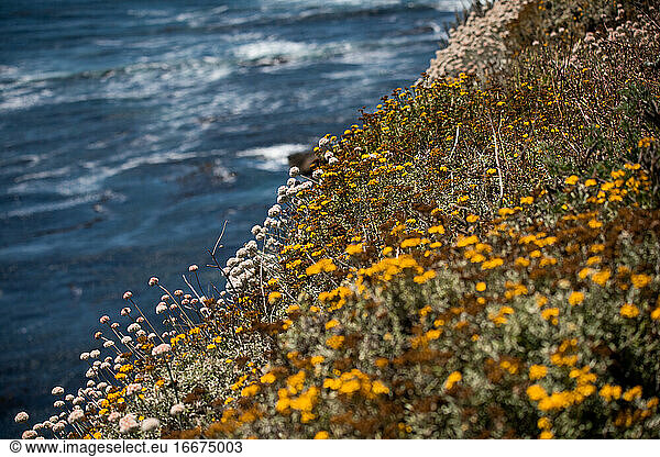 Wildblumen an der Küste Kaliforniens