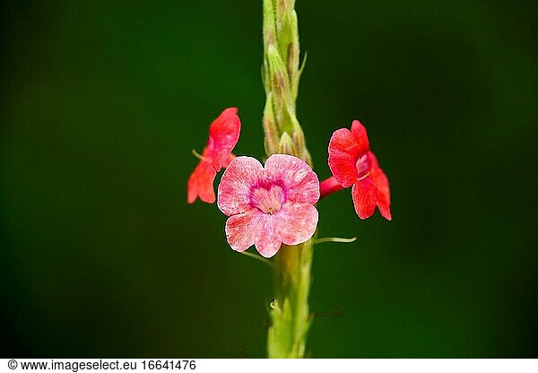 Wildblumen  Asien