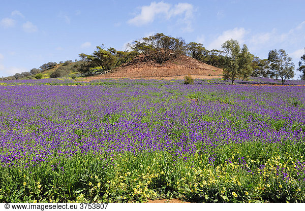 Wildblumen-Blüte  Wildflower Season mit Natternkopf (Echium plantagineum)  Western Australia  Australien