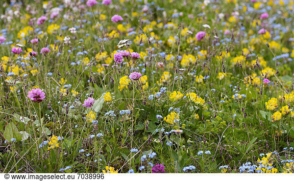 Wildblumenwiese im Nationalpark Dolomiti di Sesto  Sextener Dolomiten  Hochpustertal  Südtirol  Italien  Europa