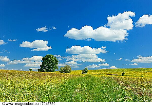 Wildblumenwiese mit solitärer Eiche im Frühling  blauer Himmel mit weißen Wolken  bei Hermsdorf  Thüringen  Deutschland  Europa