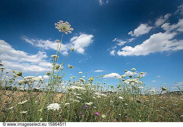 Wilde Blumen und ein blauer Himmel in Baden-Württemberg  Deutschland  Europa