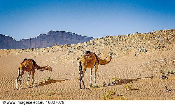 Wilde Kamele wandern in der marokkanischen Wüste im Süden des Landes.