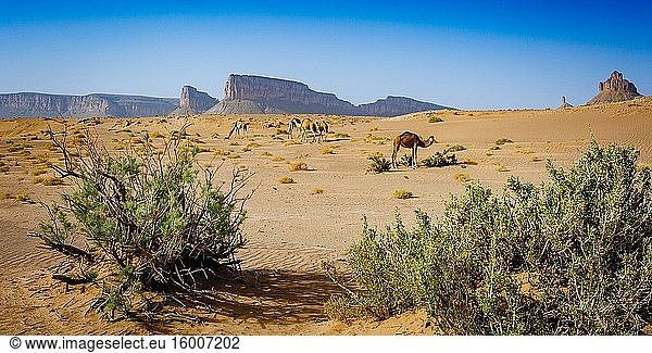 Wilde Kamele wandern in der marokkanischen Wüste im Süden des Landes.