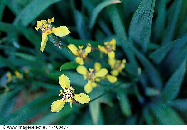 Wilde Orchidee  Neomarica