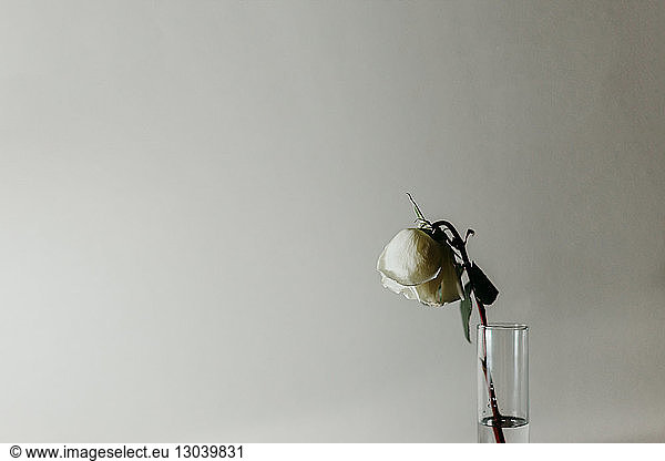 Wilde weiße Rose im Trinkglas vor weißem Hintergrund