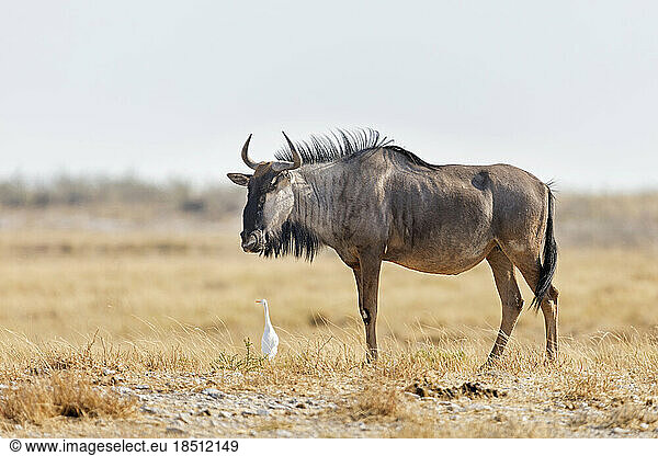 Wildebeest at Etosha National Park  Namibia  Africa