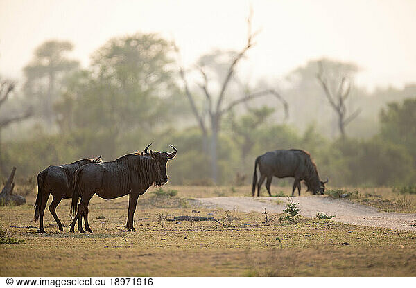 Wildebeest  Connochaetes  grazing in the early morning.