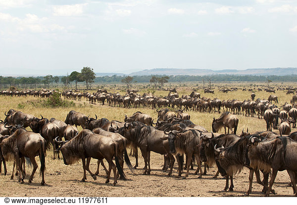 Wildebeest (Connochaetes taurinus)  Masai Mara  Kenya