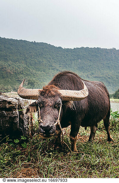 Wilder asiatischer Büffel mit großem Horn. Haustiere in Vietnam